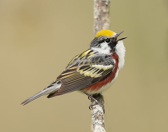 Chestnut-sided Warbler Setophaga pensylvanica