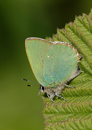 Green Hairstreak Callophrys rubi