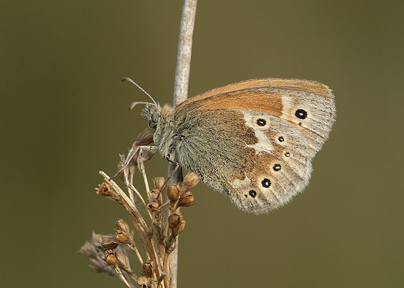Large Heath Coenonympha tullia
