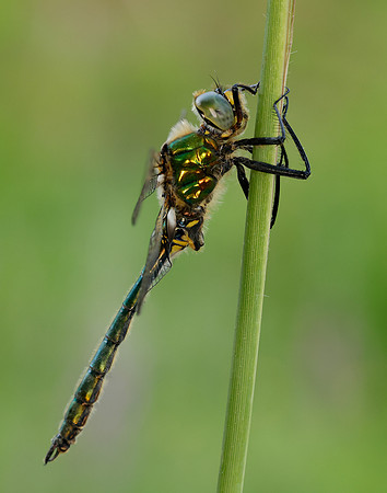 Brilliant Emerald Somatochlora metallica