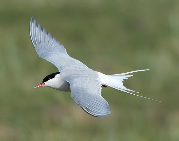 Arctic Tern Sterna paradisaea