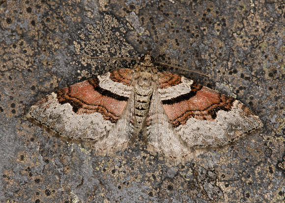 70.053 BF1722 Flame Carpet Xanthorhoe designata