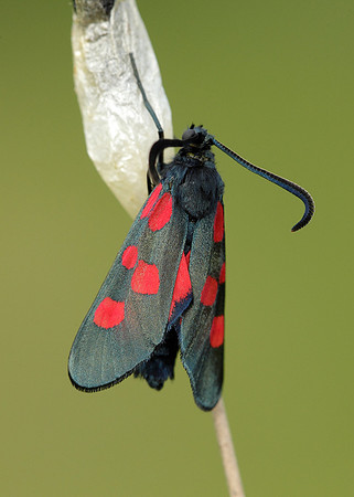 54.009 BF0171 Narrow-bordered Five-spot Burnet Zygaena lonicerae