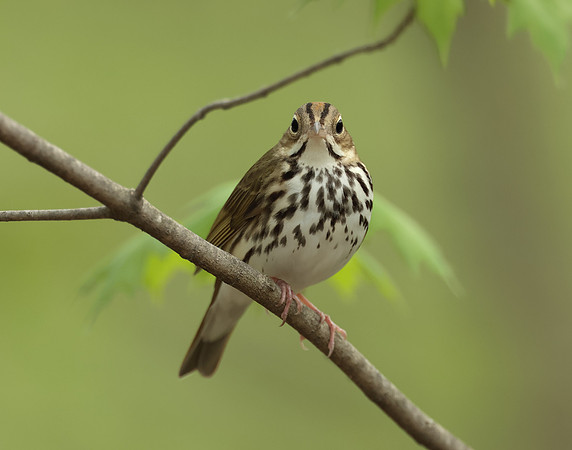 Ovenbird Seiurus aurocapilla