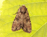 73.155 BF2327 Clouded Brindle Apamea epomidion