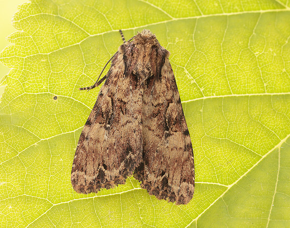 73.155 BF2327 Clouded Brindle Apamea epomidion