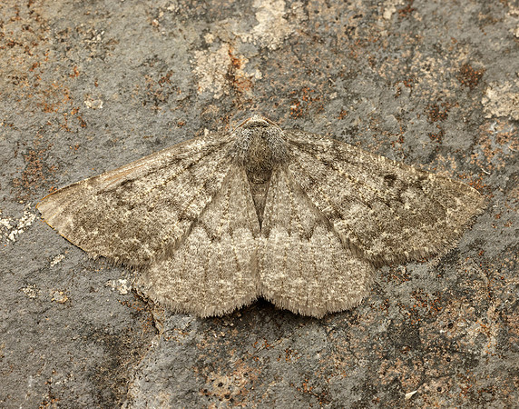 70.285 BF1963 Scotch Annulet Gnophos obfuscata