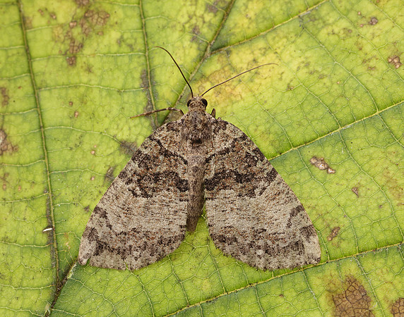 70.074 BF1777 July Highflyer Hydriomena furcata