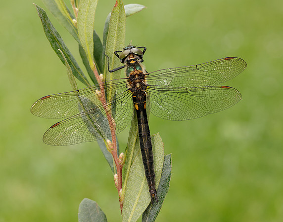Northern Emerald Somatochlora arctica