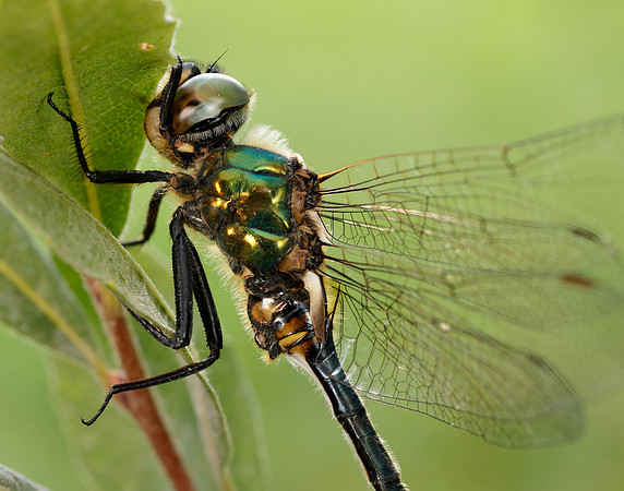 Northern Emerald Somatochlora arctica