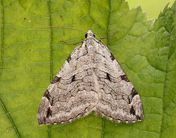 70.192 BF1867 Treble-bar Aplocera plagiata