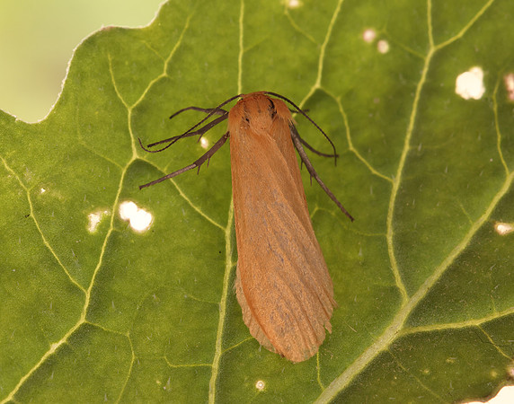 72.049 BF2043 Orange Footman Eilema sororcula