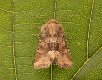 73.176 BF2340 Middle-barred Minor Oligia fasciuncula