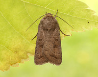 73.097 BF2382 Rustic Hoplodrina blanda