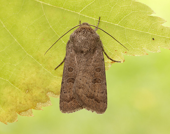 73.097 BF2382 Rustic Hoplodrina blanda