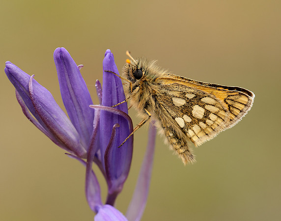 Chequered Skipper Carterocephalus palaemon