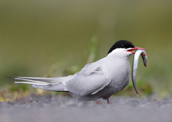 Arctic Tern Sterna paradisaea