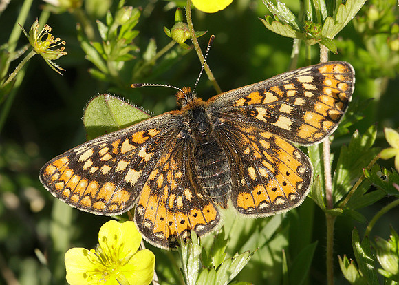 Marsh Fritillary Euphydryas aurinia