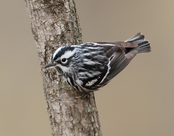 Black & White Warbler Mniotilta varia
