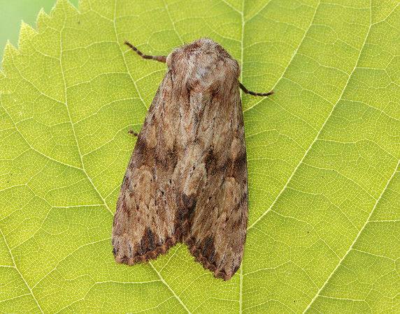 73.164 BF2323 Reddish Light Arches Apamea sublustris