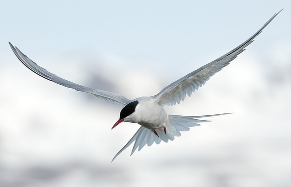 Arctic Tern Sterna paradisaea