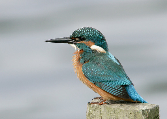 Kingfisher Alcedo atthis
