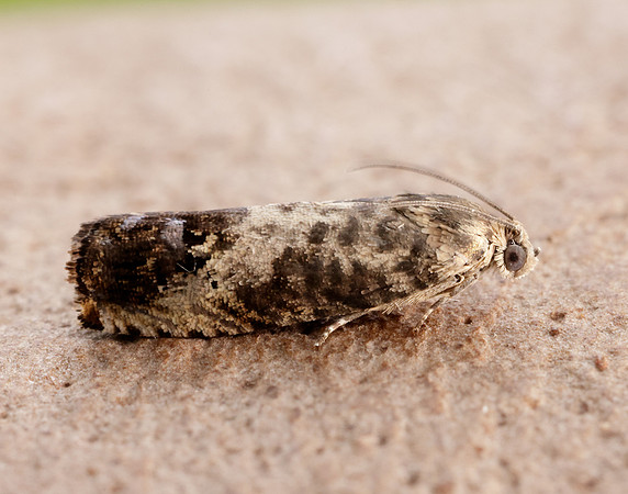 49.367 BF1236 Pammene fasciana