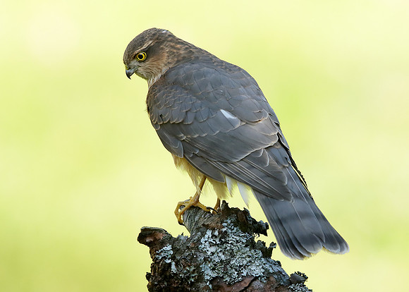 Sparrowhawk Accipiter nisus