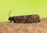 49.357 BF1247 Plum Fruit Moth Grapholita funebrana