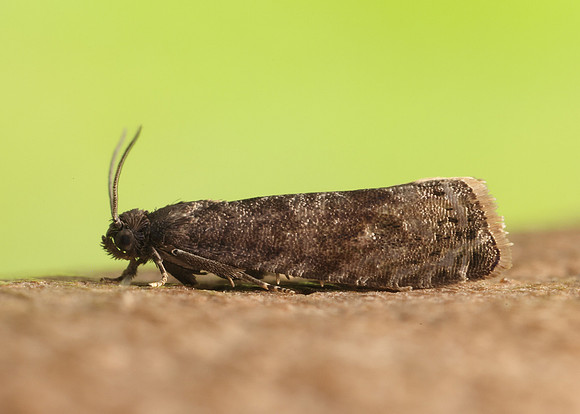 49.357 BF1247 Plum Fruit Moth Grapholita funebrana