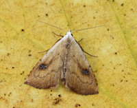 72.002 BF2474 Straw Dot Rivula sericealis