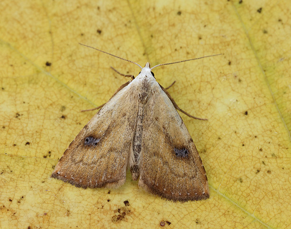 72.002 BF2474 Straw Dot Rivula sericealis