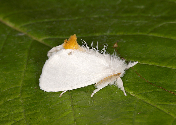 72.013 BF2030 Yellow-tail Euproctis similis