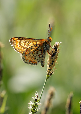Marsh Fritillary Euphydryas aurinia