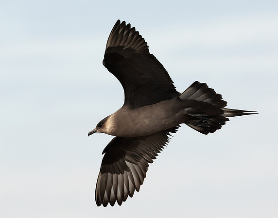 Arctic Skua Stercorarius parasiticus