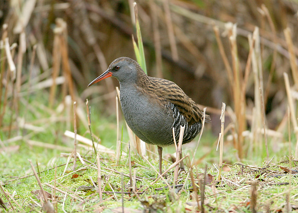 Water Rail Rallus aquaticus