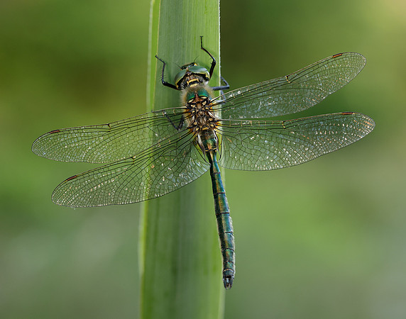 Brilliant Emerald Somatochlora metallica