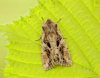 73.266 BF2159 Dog's Tooth Lacanobia suasa