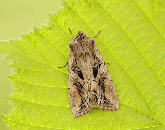 73.266 BF2159 Dog's Tooth Lacanobia suasa
