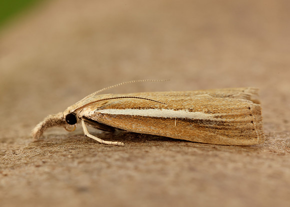 63.092 BF1303 Agriphila selasella