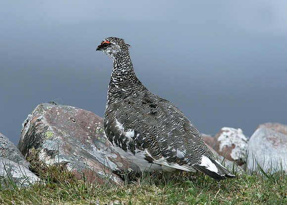 Ptarmigan Lagopus mutus