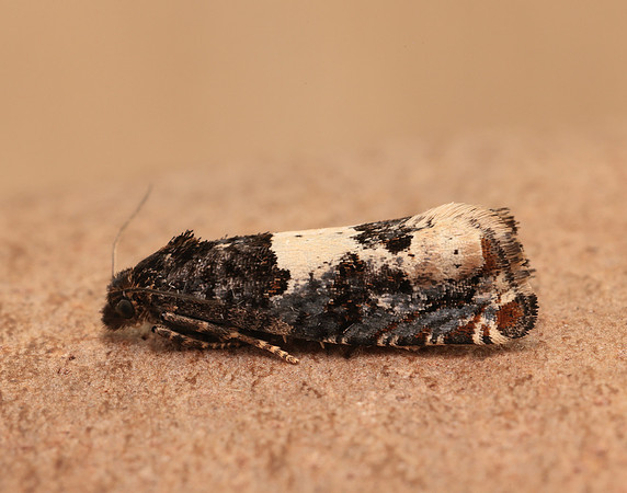 49.285 BF1184 Epiblema scutulana