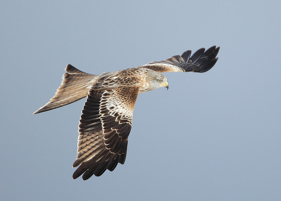 Red Kite Milvus milvus