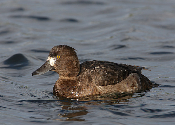 Tufted Duck Aythya fuligula