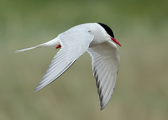 Arctic Tern Sterna paradisaea