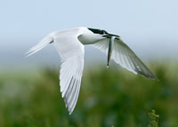 Sandwich Tern Sterna sandvicensis