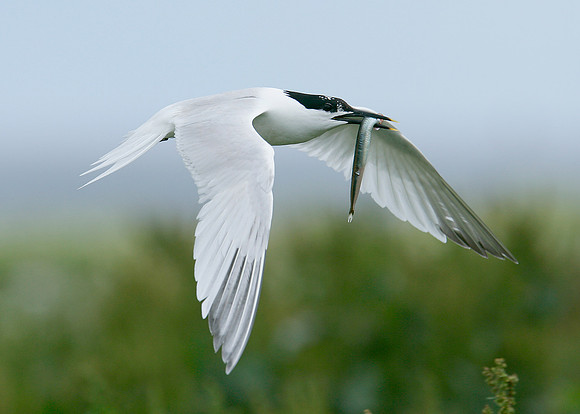 Sandwich Tern Sterna sandvicensis