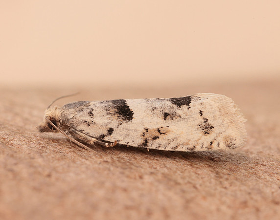 49.254 BF1133 Epinotia bilunana