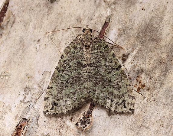 70.074 BF1777 July Highflyer Hydriomena furcata