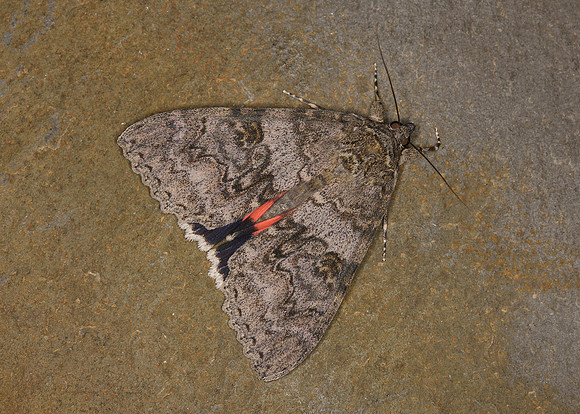 72.078 BF2452 Red Underwing Catocala nupta